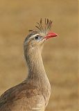 Red-legged Seriemaborder=